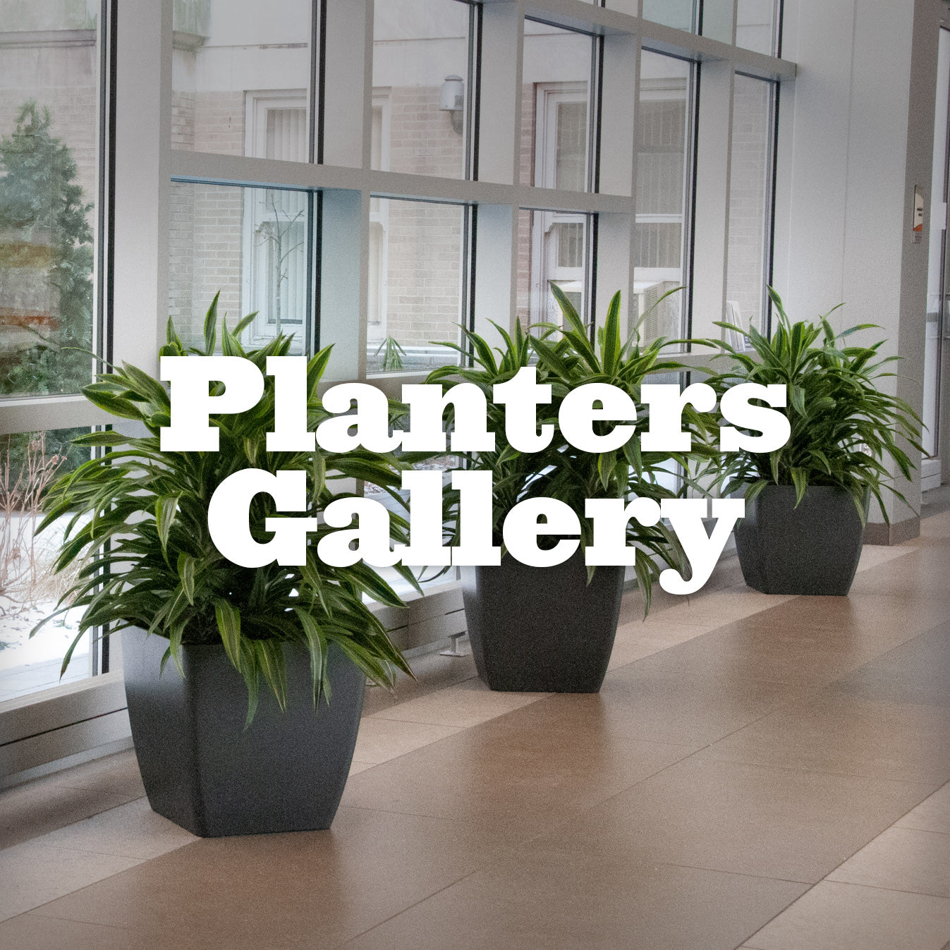 Botany Gallery Gallery Design With Plants