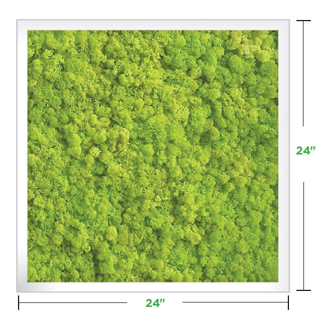 24&quot; x 24&quot; Moss Wall Art Panel Kit