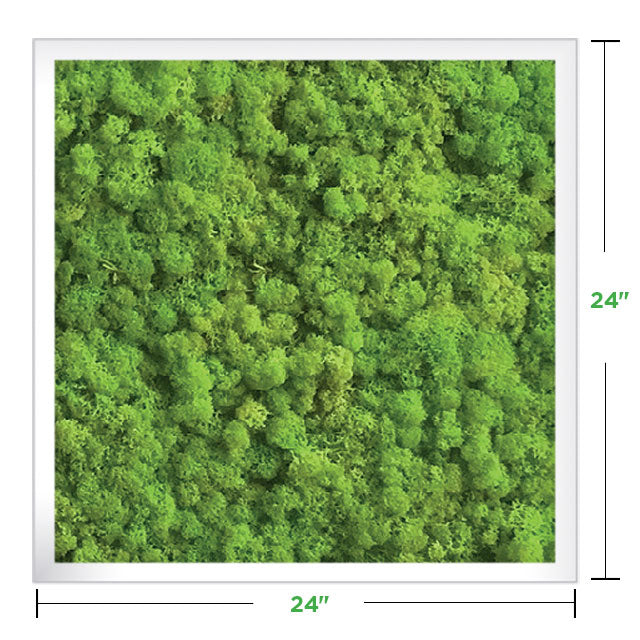 24&quot; x 24&quot; Moss Wall Art Panel Kit