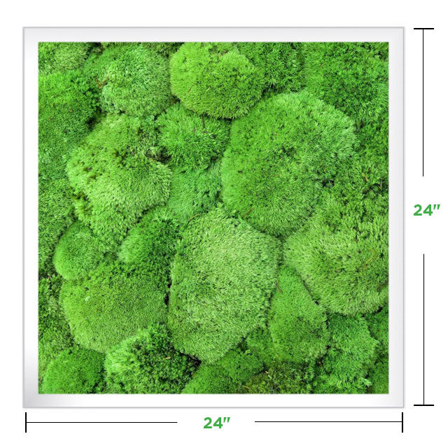 moss pole wall 24" x 24" Moss Wall Art Panel Kit