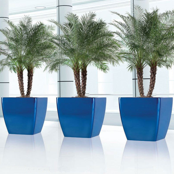 Phoenix Square - Gloss - Botanicus