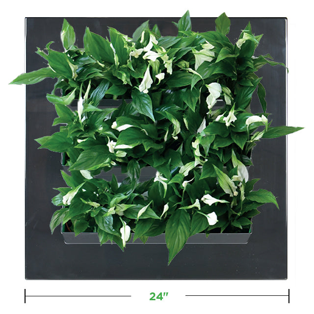 24&quot; x 24&quot; Live Grow Wall Panel