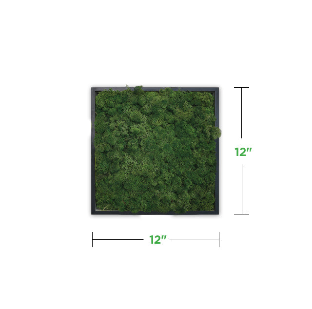12&quot; x 12&quot; Moss Mini Wall Art Panel Kit (minimum order of 2)