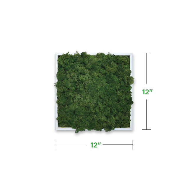 12&quot; x 12&quot; Moss Mini Wall Art Panel Kit (minimum order of 2)