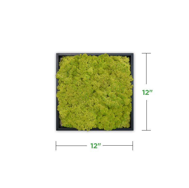 12" x 12" Moss Mini Wall Art Panel Kit (minimum order of 2)
