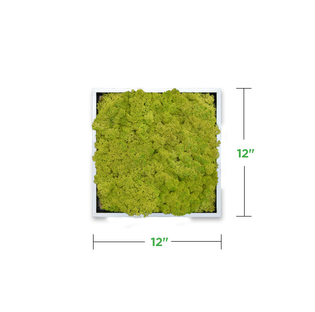 12&quot; x 12&quot; Moss Mini Wall Art Panel Kit (minimum order of 2)