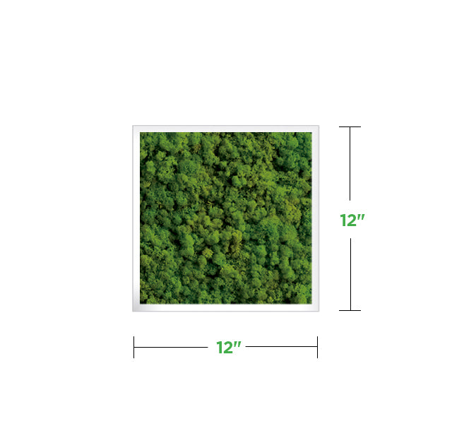 12&quot; x 12&quot; Moss Mini Wall Art Panel Kit (minimum order of 2)