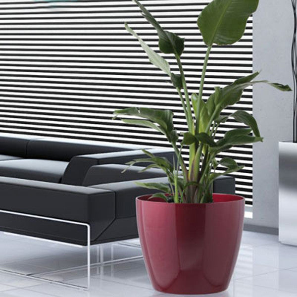 Phoenix Cylinder - Matte - Botanicus