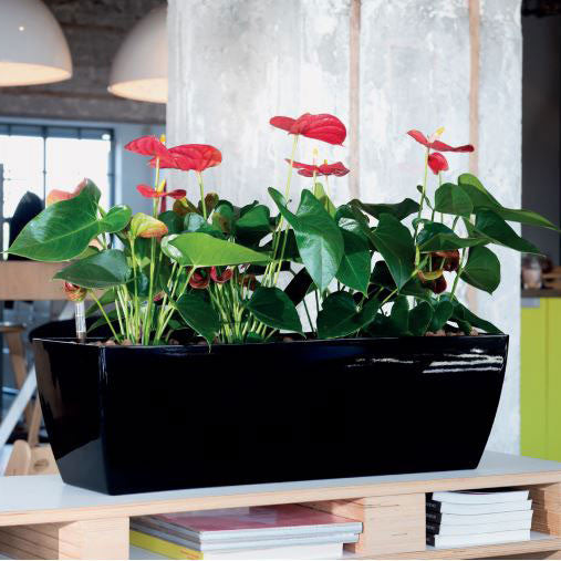 Phoenix Rectangle - Gloss - Botanicus