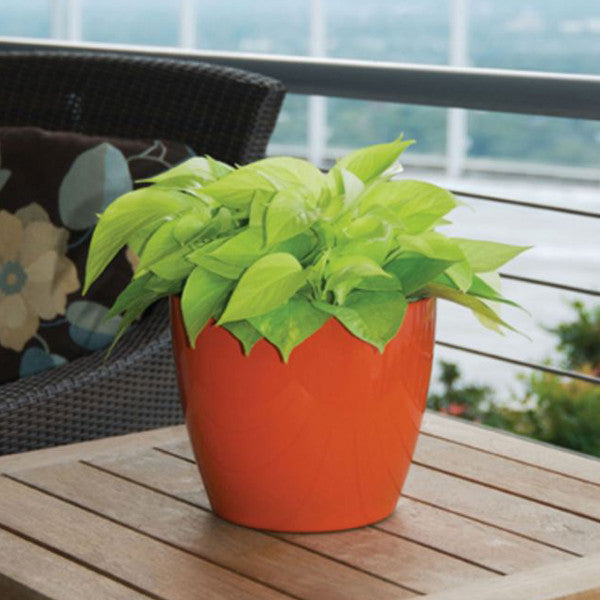 potted plants phoenix Phoenix Cylinder - Matte