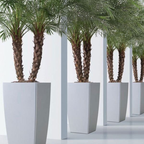 Phoenix Tall Square - Matte - Botanicus