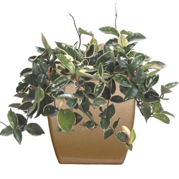 Phoenix Square - Gloss - Botanicus